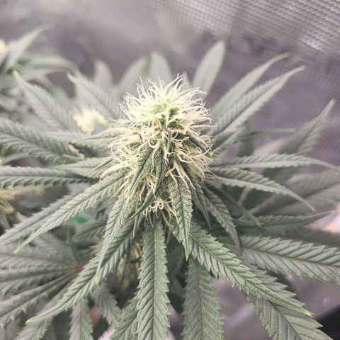 Granddaddy Purple growlog timeline photo
