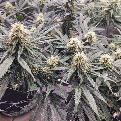 Granddaddy Purple growlog timeline photo