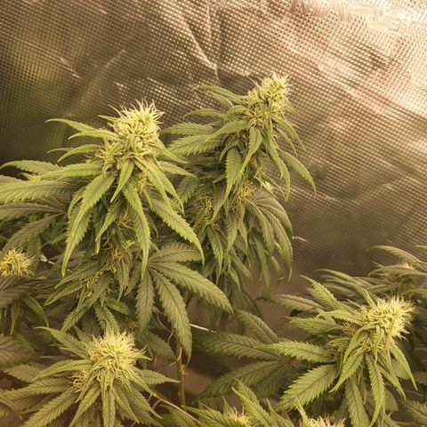 Amnesia Lemon growlog timeline photo