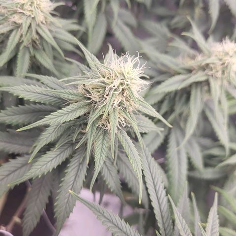 Amnesia Lemon growlog timeline photo