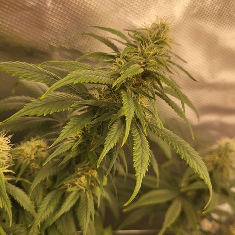 Amnesia Lemon growlog timeline photo