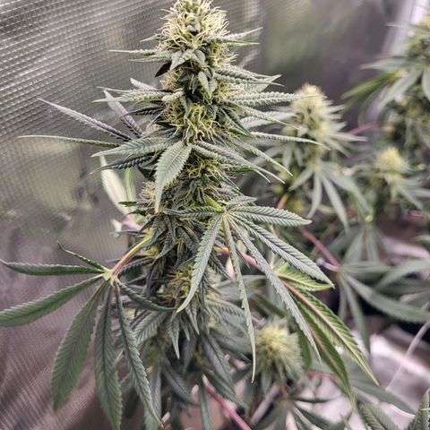 Blue Forest Berry growlog timeline photo