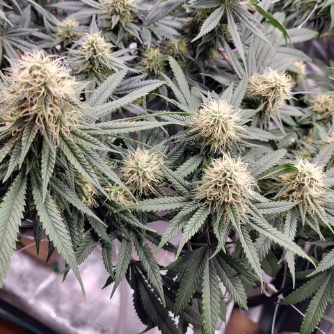 Granddaddy Purple growlog timeline photo