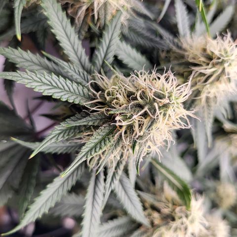 Granddaddy Purple growlog timeline photo