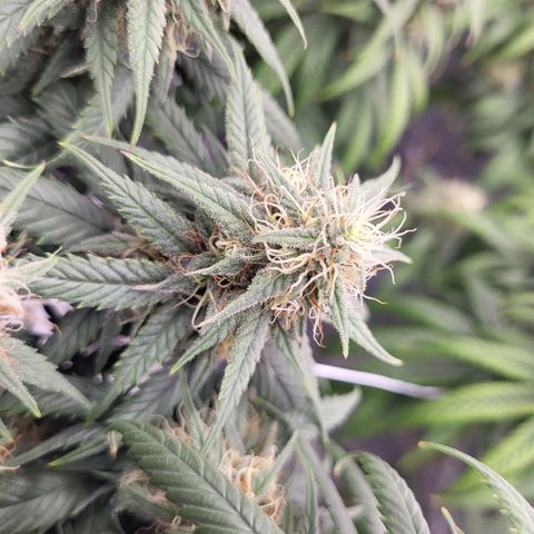 Amnesia Lemon growlog timeline photo