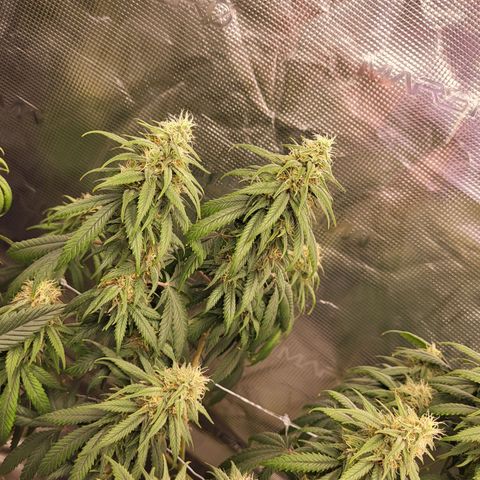 Amnesia Lemon growlog timeline photo