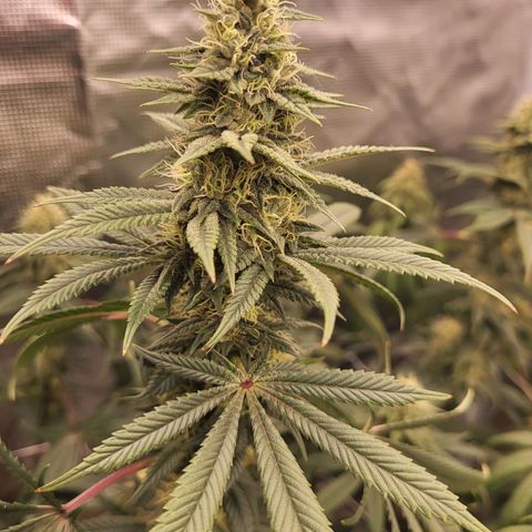 Blue Forest Berry growlog timeline photo
