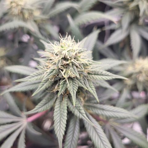 Blue Forest Berry growlog timeline photo