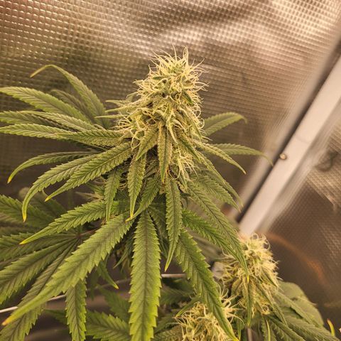 Granddaddy Purple growlog timeline photo