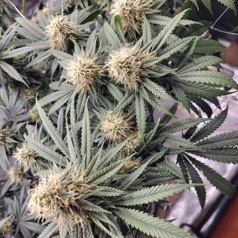 Granddaddy Purple growlog timeline photo