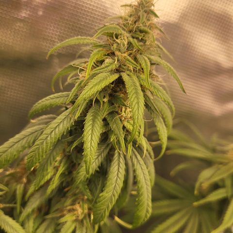 Amnesia Lemon growlog timeline photo