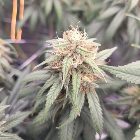 Amnesia Lemon growlog timeline photo