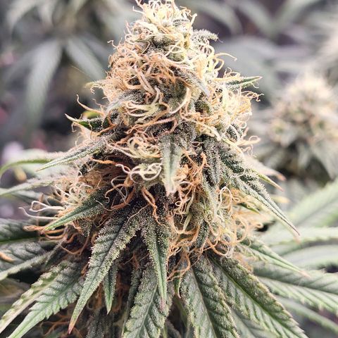 Granddaddy Purple growlog timeline photo