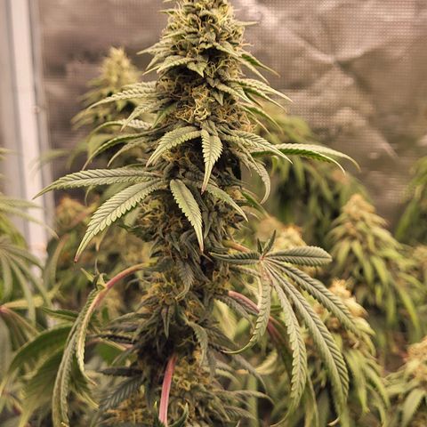 Blue Forest Berry growlog timeline photo
