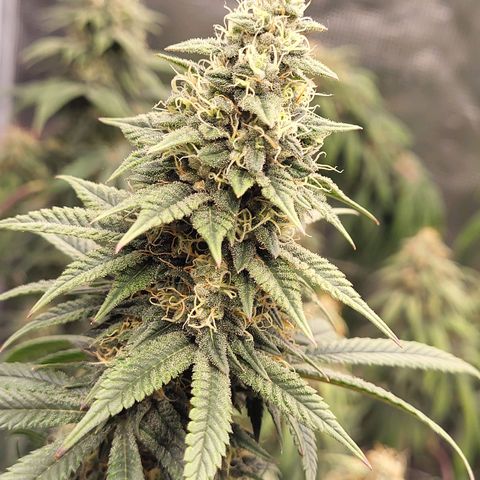 Blue Forest Berry growlog timeline photo
