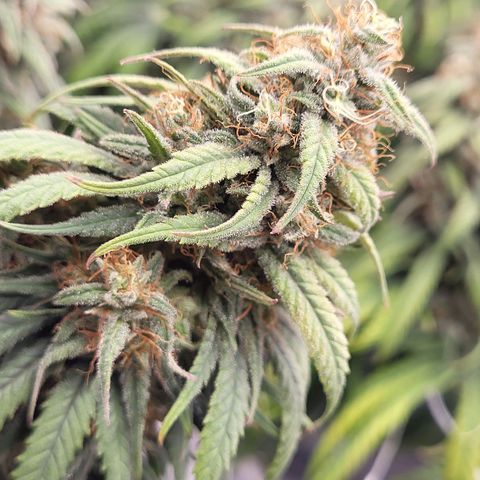 Amnesia Lemon growlog timeline photo