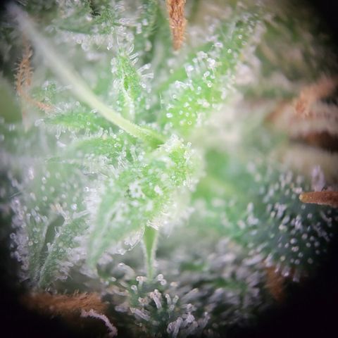 Granddaddy Purple growlog timeline photo