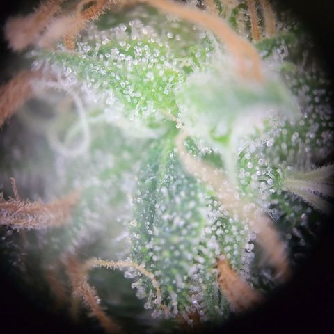 Granddaddy Purple growlog timeline photo