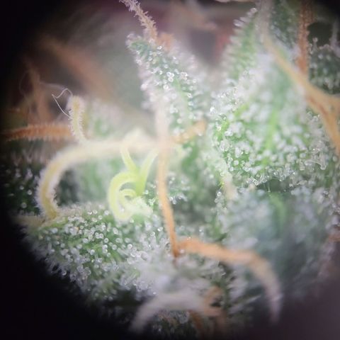 Blue Forest Berry growlog timeline photo
