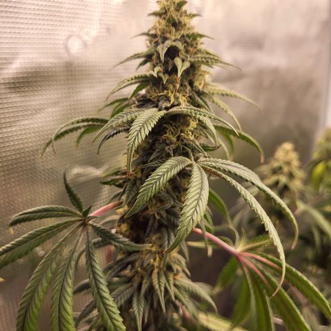 Blue Forest Berry growlog timeline photo