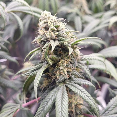 Blue Forest Berry growlog timeline photo