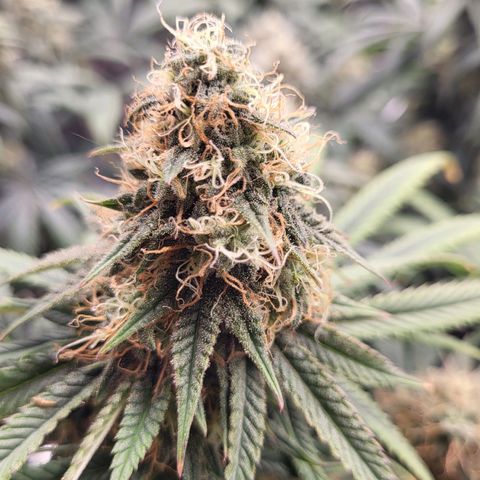 Granddaddy Purple growlog timeline photo