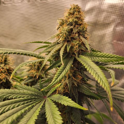 Granddaddy Purple growlog timeline photo