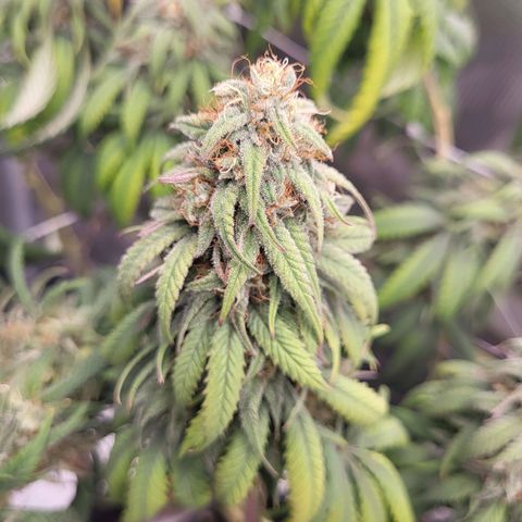 Amnesia Lemon growlog timeline photo