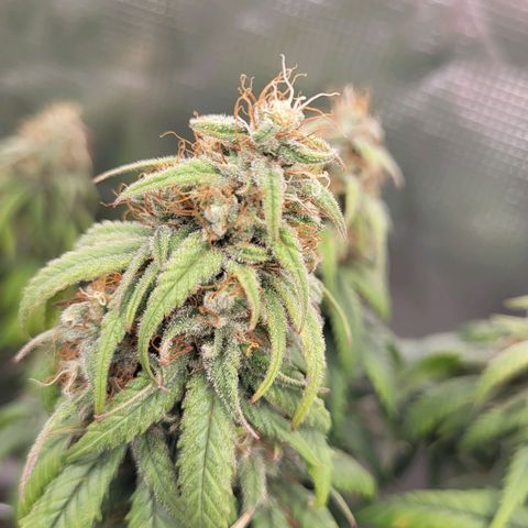 Amnesia Lemon growlog timeline photo