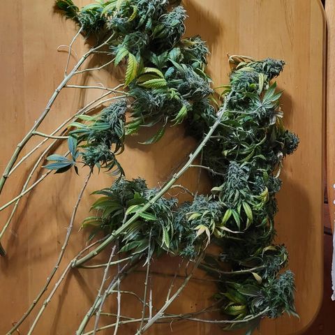 Amnesia Lemon growlog timeline photo