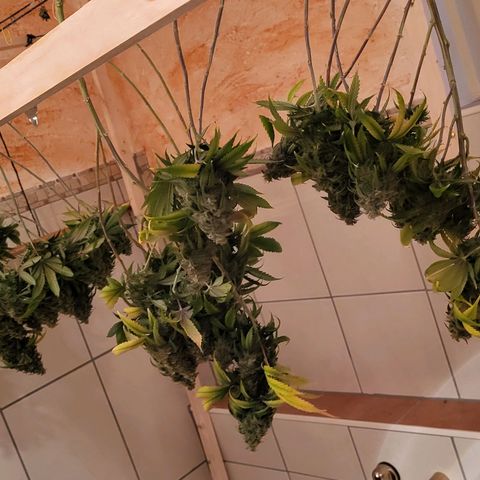Amnesia Lemon growlog timeline photo