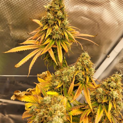 Granddaddy Purple growlog timeline photo