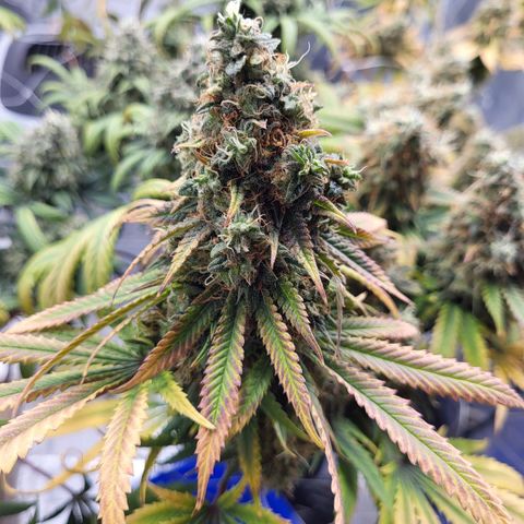 Granddaddy Purple growlog timeline photo