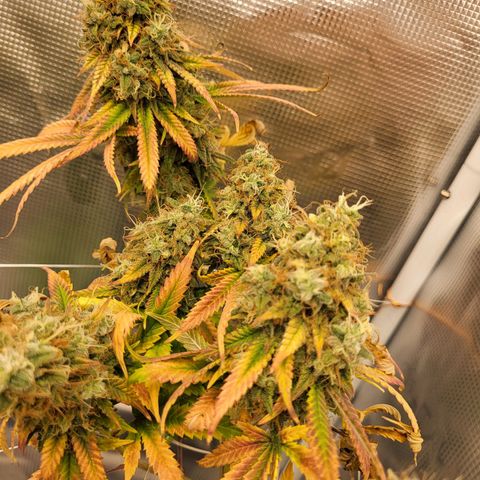 Granddaddy Purple growlog timeline photo