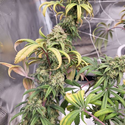Blue Forest Berry growlog timeline photo
