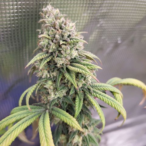 Blue Forest Berry growlog timeline photo