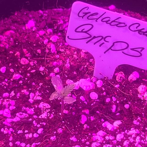 Ashoka Tano ( Snips) growlog timeline photo