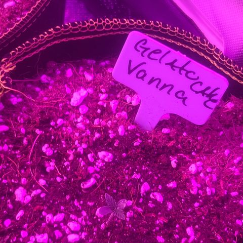 Vanna growlog timeline photo
