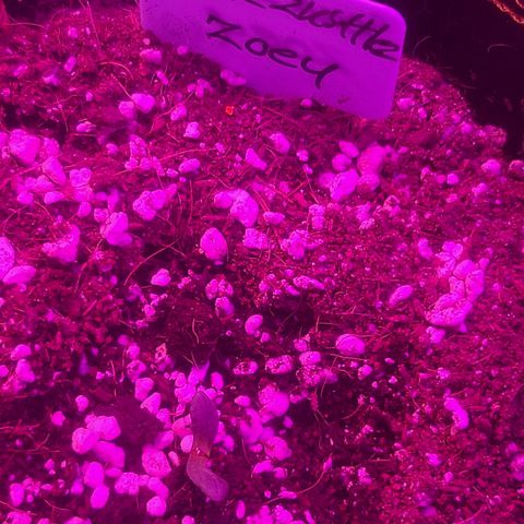 Zoey growlog timeline photo