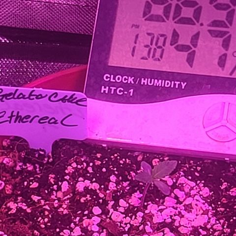 Ethereal T growlog timeline photo