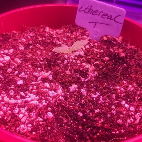 Ethereal T growlog timeline photo