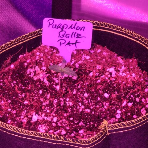 Patrice growlog timeline photo