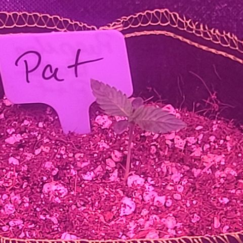 Patrice growlog timeline photo