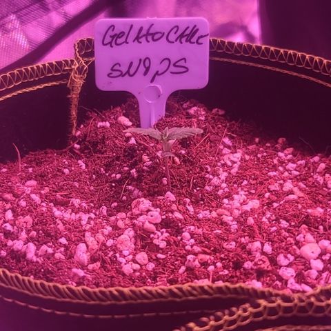Ashoka Tano ( Snips) growlog timeline photo