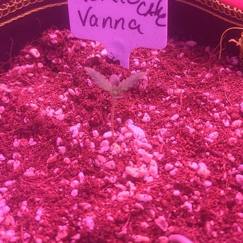 Vanna growlog timeline photo