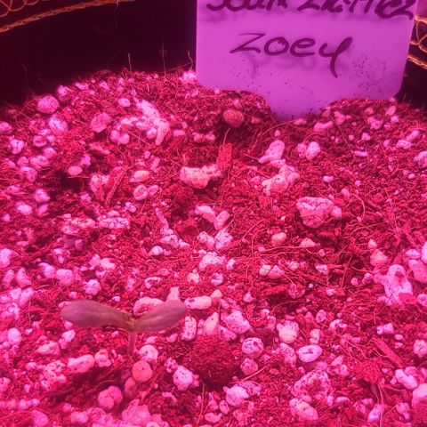 Zoey growlog timeline photo