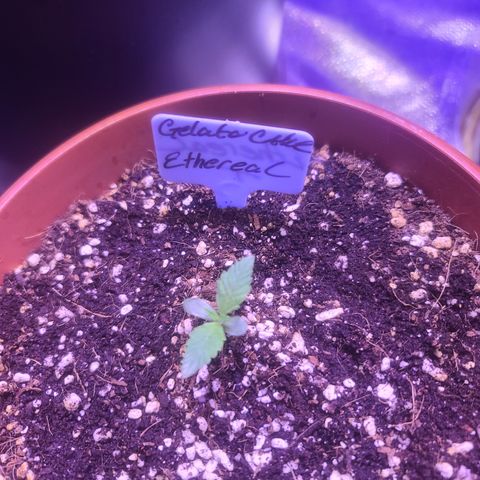 Ethereal T growlog timeline photo