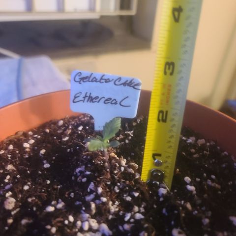 Ethereal T growlog timeline photo