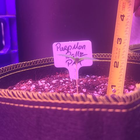 Patrice growlog timeline photo