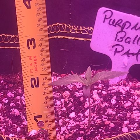 Patrice growlog timeline photo
